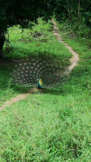 Bird Paradise Hotel Sigiriya Bagian luar foto